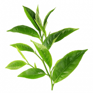tea tree shampoo anti caspa